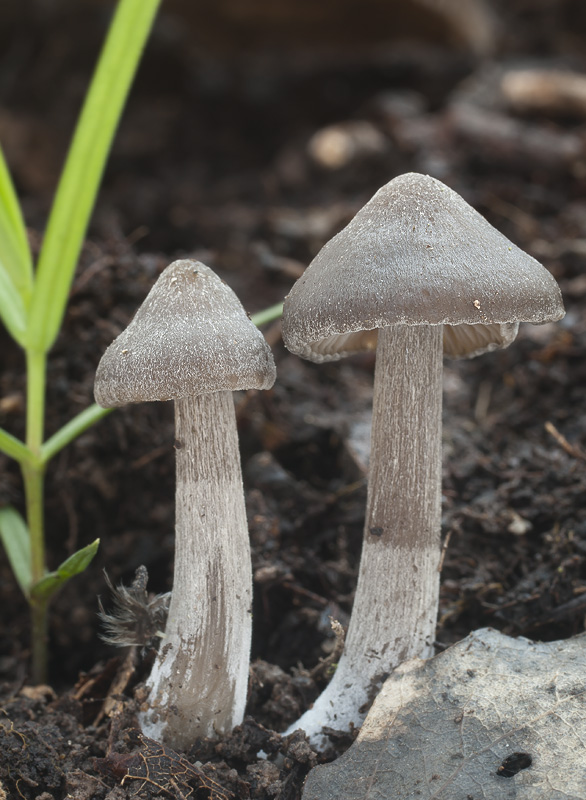 Entoloma vernum